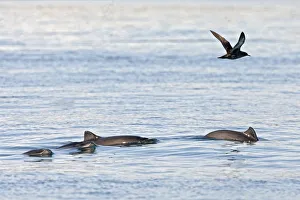 Harbour porpoises (Phocoena phocoena) - rare picture of small group Bay of Fundy