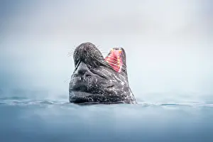 Phocidae Prints: Harbour seal (Phoca vitulina) with head above surface and mouth open wide