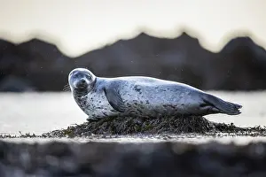 Seaweed Prints: Harbour seal (Phoca vitulina) resting on pile of seaweed in light snowfall