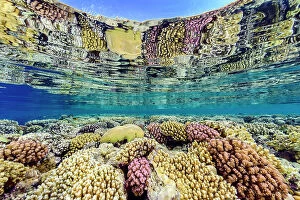 Hard Coral Gallery: Hard corals (including Acropora sp. Platygyra sp. and Pocillopora spp