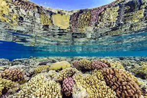 Hard Coral Gallery: Hard corals (including Acropora sp. Platygyra sp. and Pocillopora spp
