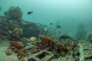 History Prints: Hard and soft corals growing on the wreck of a World War II aeroplane on the seabed