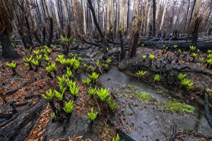 Hard tree ferns (Blechnum sp.) sprouting in burnt forest after 2019/20 bushfires
