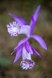 Orchidaceae Gallery: Hardy Chinese orchid (Pleione limprichtii) growing, Tangjiahe National Nature Reserve