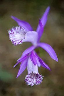 Wild Wonders Of China Prints: Hardy Chinese orchid (Pleione limprichtii) growing, Tangjiahe National Nature Reserve