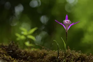 Hardy Chinese orchid (Pleione limprichtii) Tangjiahe National Nature Reserve, Sichuan Province