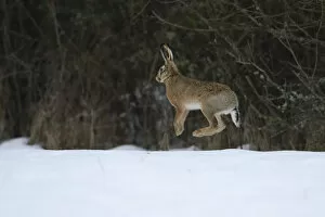 Images Dated 20th February 2013: Hare, (Lepus europaeus) jumping in snowy field, Vosges, France, February