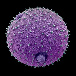 October 2022 Highlights Collection: Harebell (Campanula rotundifolia) pollen grain, false-coloured Scanning Electron Micrograph