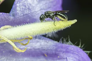 Campanulaceae Prints: Harebell carpenter bee (Chelostoma campanularum) at 4-5mm long one of Britains smallest bees