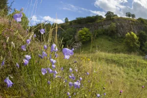 Campanulaceae Prints: Harebells (Campanula rotundifolia) growing in disused limestone quarry