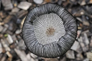 Hares Foot Inkcap (Coprinus lagopus) close-up showing upturned gills. Growing on wood chips
