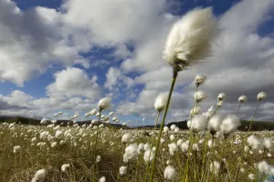 Images Dated 18th May 2011: Harestail cotton-grass (Eriophorum vaginatum) growing on bog moorland, Scotland, UK, May
