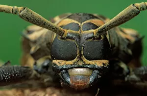 January 2023 Highlights Gallery: Harlequin beetle (Acrocinus longimanus) headshot close up. Los Tuxtlas Biosphere Reserve, Mexico