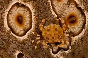Harlequin Crab (Lissocarcinus orbicularis) camouflaged to match its commensal host