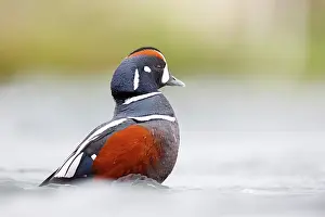 Harlequin duck (Histrionicus histrionicus) drake, on water, River Laxa, Myvatn, Iceland. June