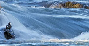 Time Exposure Prints: Harlequin duck (Histrionicus histrionicus) portrait of male stood motionless on exposed rock