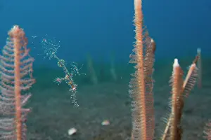 Beautiful Prints: Harlequin ghost pipefish / Ornate ghost pipefish (Solenostomus paradoxus)