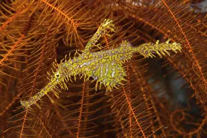 Maternal Behaviour Prints: Harlequin ghost pipefish / Ornate ghost pipefish (Solenostomus paradoxus) female