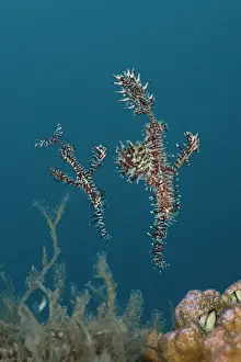 Maternal Behaviour Prints: Harlequin ghost pipefish / Ornate ghost pipefish (Solenostomus paradoxus) pair