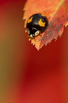 Anticipation Gallery: Harlequin Ladybird (Harmonia axyridis) melanic form, on turning leaf. Sheffield, October
