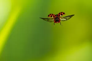 Alabama Gallery: Harlequin ladybird (Harmonia axyridis) flying, Tuscaloosa County, Alabama, USA Controlled