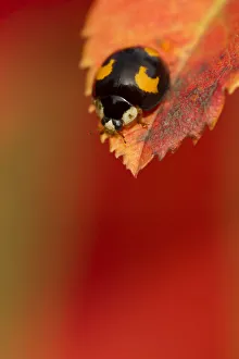Sheffield Prints: Harlequin Ladybird (Harmonia axyridis) melanic form, on turning leaf. Sheffield, October