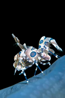 Harlequin shrimp (Hymenocera elegans) on a blue sea star. This species of shrimps feeds on starfish