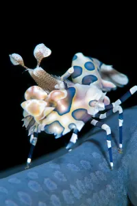 Alex Mustard 2021 Update Prints: Harlequin shrimp (Hymenocera elegans) on blue sea star. This species of shrimps feeds