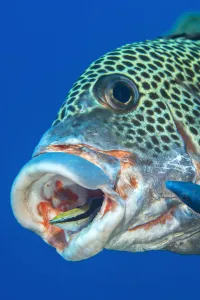 Harlequin sweetlips (Plectorhinchus chaetodonoides) with cleaning Bluestreak cleaner wrasse