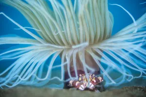 Cerianthus Prints: Harlequin swimming crab (Lissocarcinus laevis) sheltering beneath the tentacles of a tube