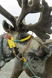 2018 September Highlights Gallery: Harnessed Reindeer (Rangifer tarandus), Nenets Autonomous Okrug, Arctic, Russia, July