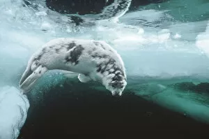 Harp seal (Pagophilus groenlandicus) pup about four weeks old, moulting, swimming under sea ice, Magdalen Islands
