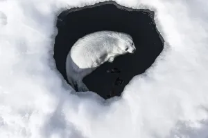 April 2022 Highlights Prints: Harp seal (Pagophilus groenlandicus) pup swimming in a hole in the ice