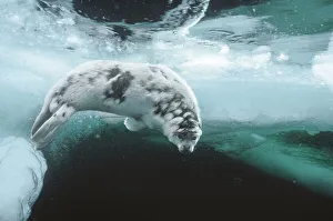 Looking Prints: Harp seal (Pagophilus groenlandicus) pup about four weeks old