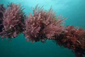 Algae Gallery: Harpoon weed (Asparagopsis armata) attached to rope, Channel Islands, UK