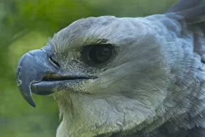 Bird Of Prey Collection: Harpy eagle (Harpia harpyja) close up head portrait, captive