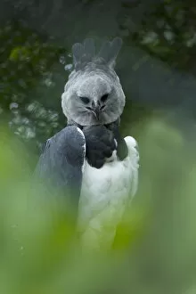 Harpy eagle (Harpia harpyja) native to South America, captive