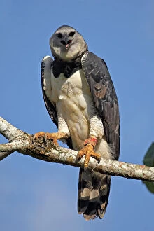Birds Gallery: Harpy Eagle (Harpia harpyja) portrait. Gamboa, Soberania National Park, Panama