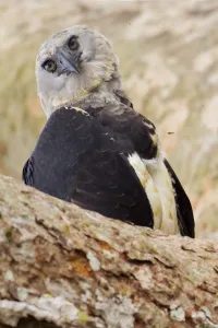 Harpia Harpyja Prints: Harpy eagle (Harpia harpyja) portrait, Tambopata, Madre de Dios, Peru