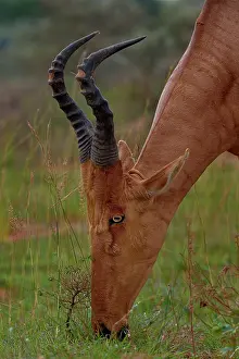 Grazing Prints: Hartebeest (Alcelaphus buselaphus) grazing, Uganda