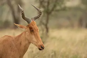 Hartebeest Prints: Hartebeest ( Alcelaphus buselaphus) head portrait, Serengeti National Park, Tanzania