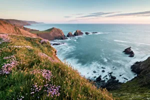 Devon Prints: Hartland Quay and Sea pink / thrift (Armeria maritima) flowers on cliff top, Hartland