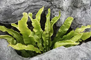 Asplenium Scolopendrium Gallery: Harts tongue fern (Asplenium scolopendrium) growing between rocks, Burren National Park