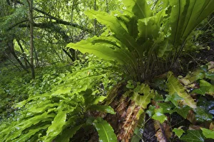 Images Dated 31st May 2009: Harts tongue fern (Asplenium scolopendrium) San Marino, May 2009