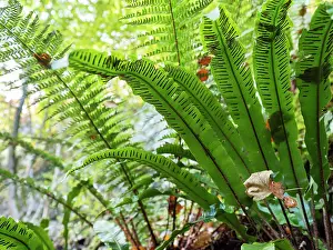 Pteridophytina Prints: Hart's-tongue fern (Asplenium scolopendrium)