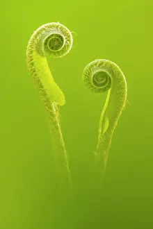 Pteridophytina Prints: Harts tongue fern (Asplenium scolopendrium) unfurling fronds