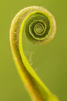 Asplenium Scolopendrium Gallery: Harts tongue fern (Phyllitis scolopendrium) leaf unfurling, Cornwall, UK, May