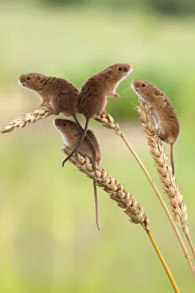 Images Dated 14th June 2013: Harvest mice (Micromys minutus), captive, UK, June