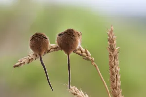 Harvest mice (Micromys minutus), captive, UK, June