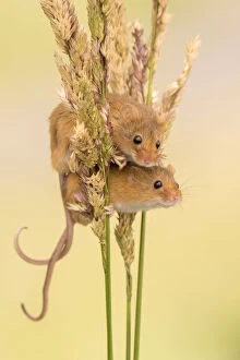 Images Dated 14th July 2016: Harvest mice (Micromys minutus) on grass stems, Devon, UK. July 2016. Captive